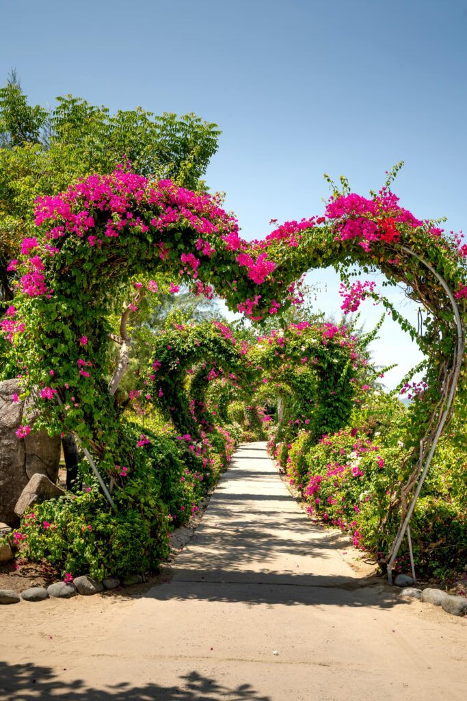 Beautiful heart shaped flowers